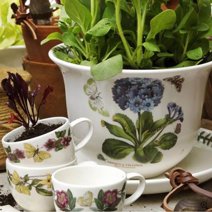 Botanic Garden Amaryllis Pot &amp; Stand